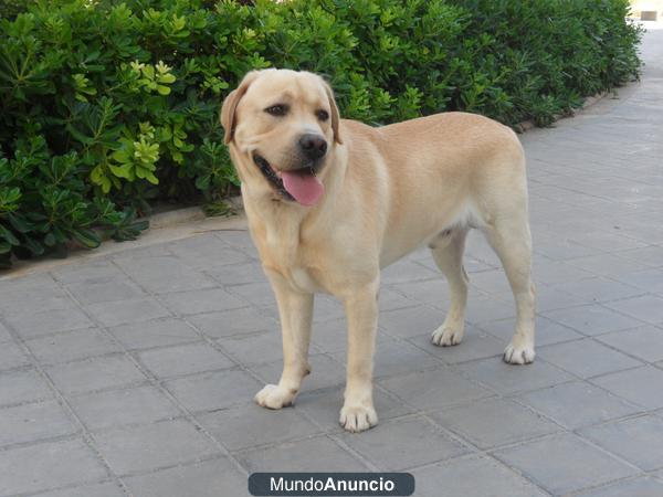 busco novia para mi perro labrador retriver no me importa el que no tenga pedigri