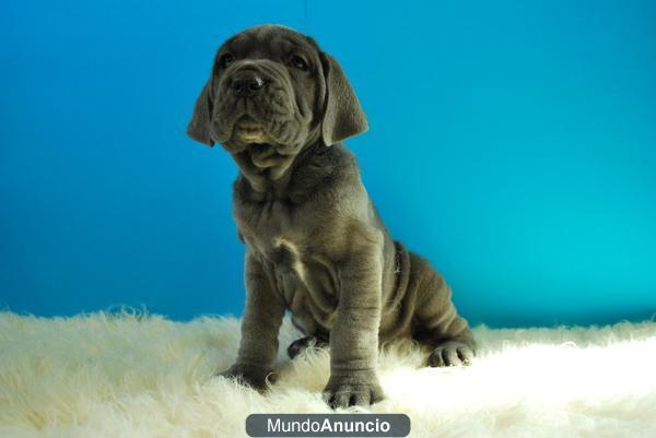 Cachorros autenticos Mastin Napolitano ejemplares de calidad