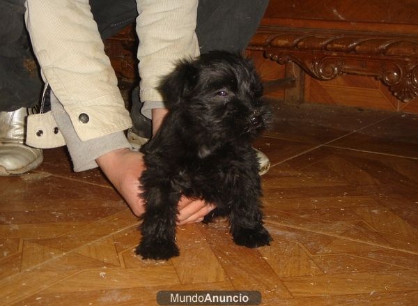 CACHORROS DE SCHNAUZER MINIATURA 450