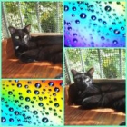 Chichica gata que necesita un hogar - mejor precio | unprecio.es
