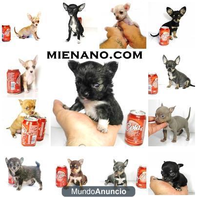 chihuahuas cambanus exclusivos