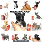 chihuahuas cambanus exclusivos - mejor precio | unprecio.es