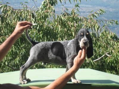 Deseo me regalen perro de rastro
