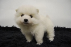 hembritas y machos de pomerania//buena calidad//cachorrines de 2meses - mejor precio | unprecio.es