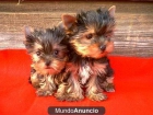 MINI YORKSHIRE TERRIER YORKIE CON PEDIGREE dos cachorros yorkie edad: 11 semanas peso: 1.7 libras pura raza - mejor precio | unprecio.es