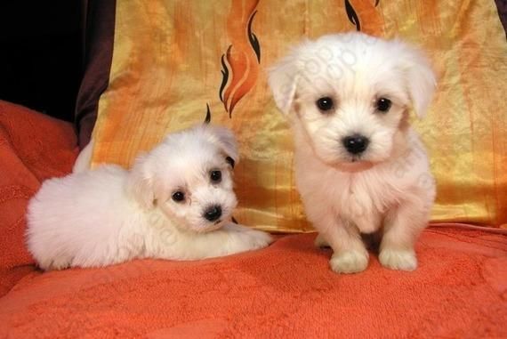 Oferta especial camada de Bichón maltes