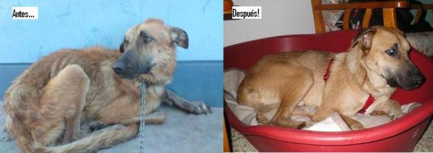 Oliver necesita adopcion