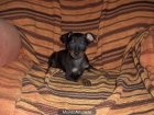 pinscher miniatura 300 E. - mejor precio | unprecio.es