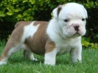 preciosa perrita de bulldog ingles - mejor precio | unprecio.es