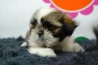 ShihTzu Cachorretes Listos Para Tu Hogar - www.animalflower.es - mejor precio | unprecio.es