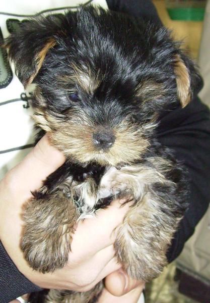 yorshire terrier mini