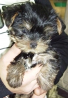 yorshire terrier mini - mejor precio | unprecio.es