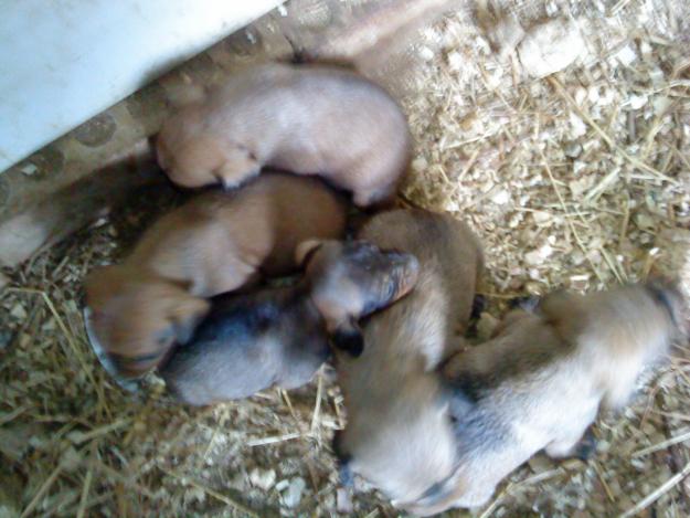 5 maxos de teckel