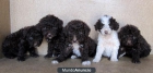 Cachorritos de PERROS AGUA - mejor precio | unprecio.es