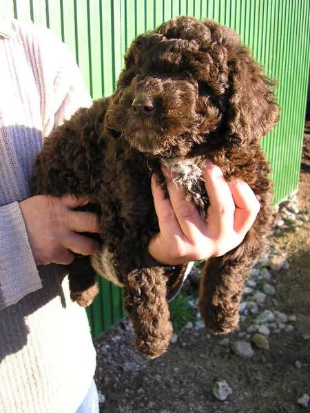 Cachorros de Perro de Aguas con pedigrí