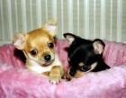 Chihuahua cachorros a la venta. - mejor precio | unprecio.es