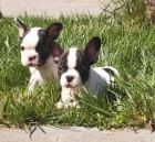 Estupendos Bulldog Frances, aprovecha. Cadiz - mejor precio | unprecio.es