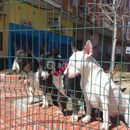 Excelente camada de BullTerrier