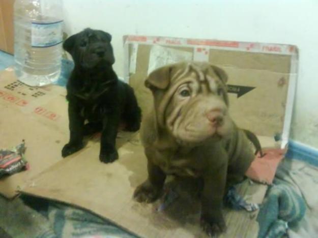 oferta,ultimos shar pei