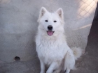Preciosa perra de samoyedo, 3 años con pedigree, solo 100 euros. - mejor precio | unprecio.es