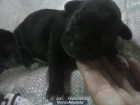 REGALO CACHORRITOS - mejor precio | unprecio.es