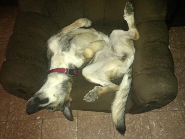REGALO PERRITA 11 MESES