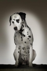 se ofrece dalmata para monta - mejor precio | unprecio.es