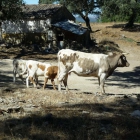 Vendo vacas, becerros y toro - mejor precio | unprecio.es