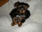 Yorkshire terrier - mejor precio | unprecio.es