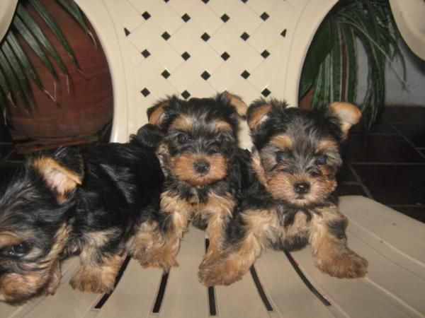 BEAGLE TRICOLOR, DALMATA, COCKER INGLES Y AMERICANO, YORKSHIRE TERRIER TOY, PASTOR ALEMAN, WESTY, BULL TERRIER, PIT BULL