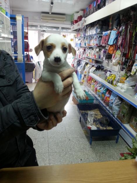 Cachorritos de todas las razas !!! ven a verlo