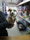 Cachorritos de todas las razas !!! ven a verlo - mejor precio | unprecio.es