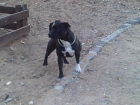 cachorros staffordshire bull terrier - mejor precio | unprecio.es