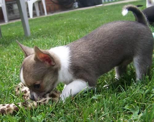 Chihuahua de Calidad Excelentes Cachorros 190 euros