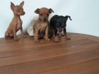 Mini Pincher, muy económicos -  A Coruña - mejor precio | unprecio.es