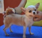 preciosos cachorros de chihuahuas - mejor precio | unprecio.es