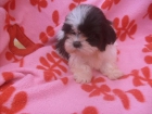 shih tzu con pedigree - mejor precio | unprecio.es