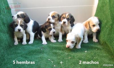 Beagles, preciosa camada de color bicolor y tricolor