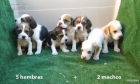 Beagles, preciosa camada de color bicolor y tricolor - mejor precio | unprecio.es
