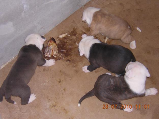 cachorros american stnford shire