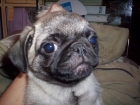 CARLINO O PUG, perros, cachorros, criadero, venta. Raza muy antigua, probablemente originaria de China, cuyos orígenes - mejor precio | unprecio.es