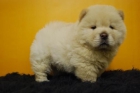 hembras y machos de chow chow en barcelona - mejor precio | unprecio.es