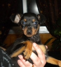 Mini pinscher precioso 100% ESPAÑOLES - mejor precio | unprecio.es
