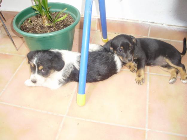 Regalos dos cachorrillas