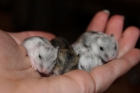 Vendo hamsters rusos. - mejor precio | unprecio.es