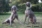 WEIMARANER. BRACO DE WEIMAR - mejor precio | unprecio.es