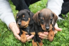 █Preciosa cachorra de teckel Miniatura solo 279 € - mejor precio | unprecio.es