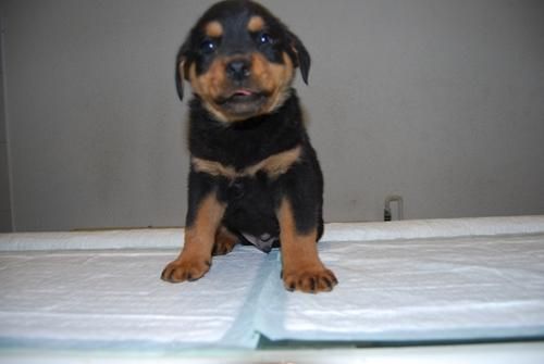 ( www.animalflower.com ) _ Cachorritos Rottewailer _  LISTOS PARA ENTREGAR _ muy cariñosos