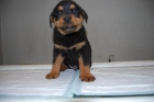 ( www.animalflower.com ) _ Cachorritos Rottewailer _  LISTOS PARA ENTREGAR _ muy cariñosos - mejor precio | unprecio.es