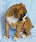 cachorros de boxer. - mejor precio | unprecio.es